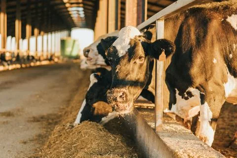 Cow looks at camera while eating feed at dawn Stock Photos