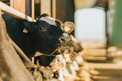 Cow looks at camera while ruminating on feed Stock Photos