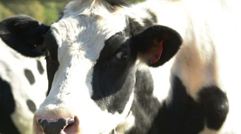 Cow Looks Up Close Up Stock Footage 32220395