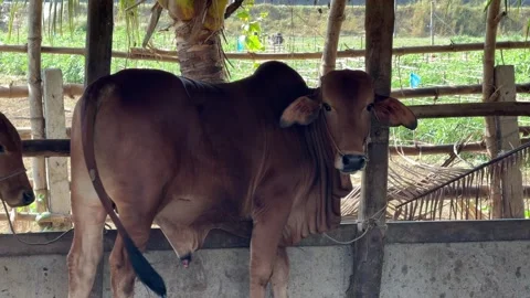 A cow looks directly toward the camera from inside a stall, framed by fences and 库存影片 330061998