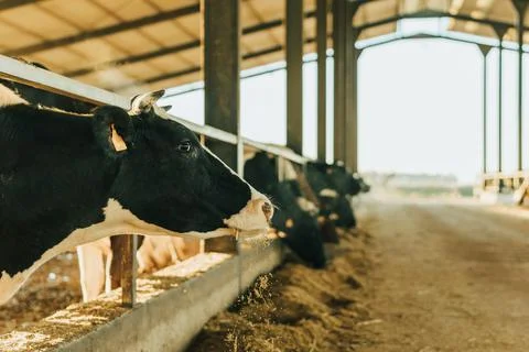 A cow looks sideways at the camera while dropping feed as she eats Stock Photos