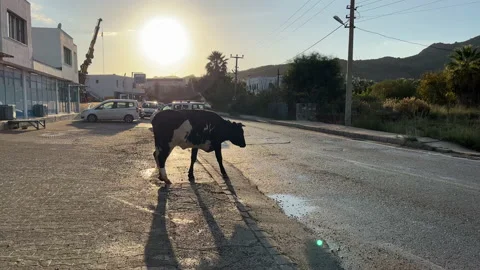 Cow On The Loose Bodrum Turkey Stock Footage 228857484
