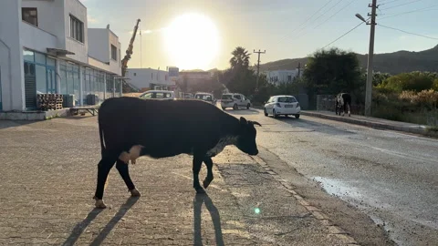 Cow On The Loose Bodrum Turkey Stock Footage 228928741