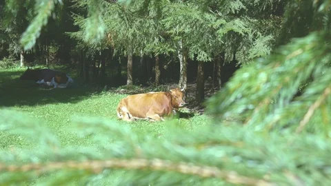 Cow lying and chewing grass on sunny side Stock Footage 95090185