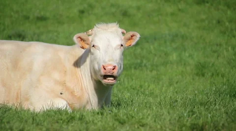 Cow lying and ruminating Stock Footage 50075349