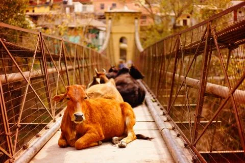 Cow lying on the bridge. Stock Photos