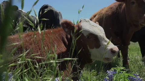 A cow lying down in bluebonnets chews cud as other cows crowd in, 4K. Stock Footage 241540344
