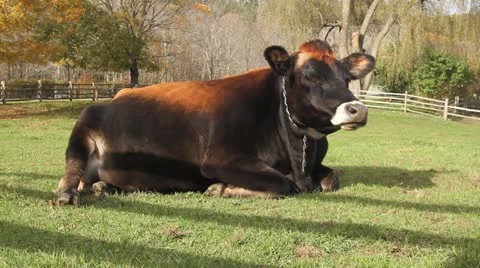Cow Lying Down Stock Footage
