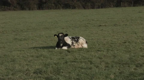 Cow lying down Video stock 44291619
