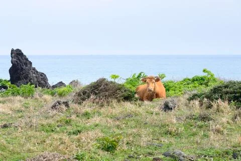 Cow lying down on a grass against on the seascape Stock Photos
