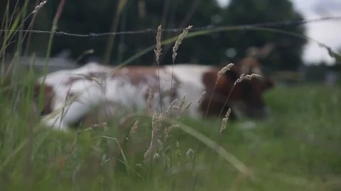 Cow lying down in a grassy field in Belgium Stock Footage 76967923