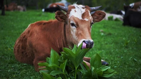 Cow Lying Down on Green Grass Video stock 158924168