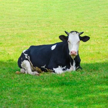 Cow lying down on green grass. Cattle in a field Stock Photos