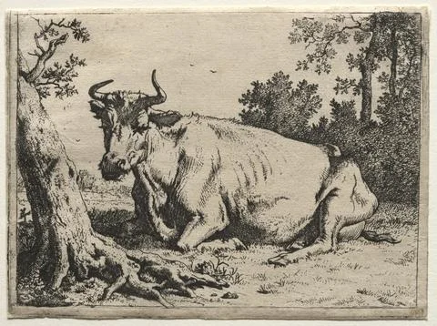 The cow lying down near a tree. Paulus Potter (Dutch, 1625-1654). Etching; Stock Illustration