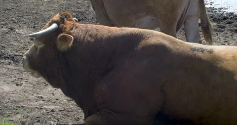 Cow Lying Down Pan To Cow Herd Video stock 97387819