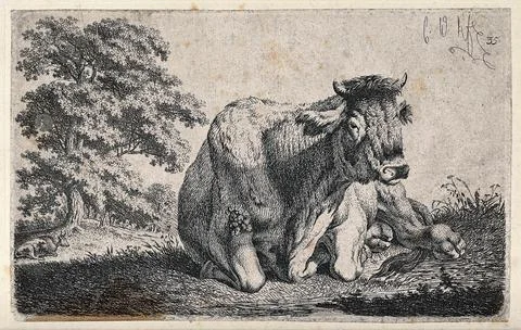A cow lying in a field. Etching by C.-W. Kolbe, the elder, ca 1835. Ilustración de archivo