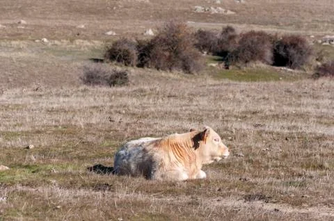 Cow lying in the field Stock Photos