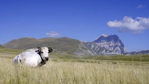 A cow lying on a field in a valley looking to the camera in abruzzo italy 스톡 동영상 264002326
