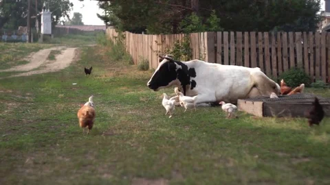 Cow lying on the grass. Chicken run Stock-Footage 70090476