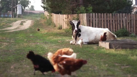 Cow lying on the grass. Chicken run Stock Footage 70091436