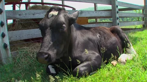 A cow lying in the grass Stock Footage 155396200
