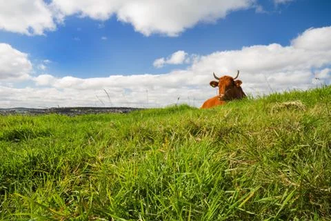 Cow lying on the grass Stock Photos