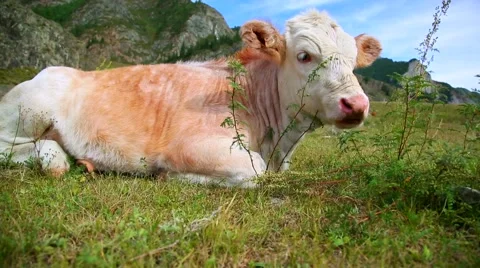 Cow Lying In The Grass, slider Stock Footage 41385745