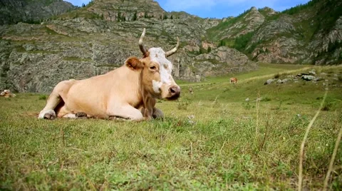 Cow Lying In The Grass, slider Stock Footage 41385772