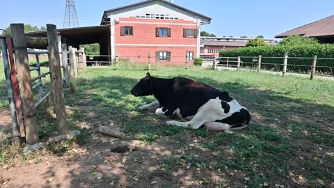 Cow lying on a green meadow while grazing, in a peaceful countryside landscape Stock Footage 314750633
