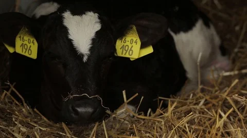 Cow lying in the hay Stock Footage 73554520