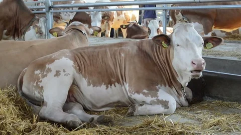 The cow lying in the hay Stock Footage 90784067