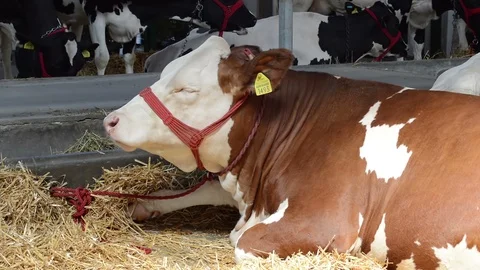 The cow lying in the hay Видео 90814231