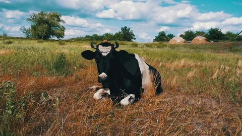 Cow Lying on Meadow and Chews Grass. Slow Motion Stock Footage