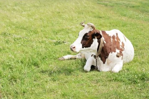 Cow lying in a meadow Stock Photos