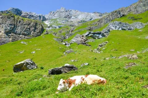 Cow lying on slopes in Alps. Summer Alpine landscape. Cows Alps. Hilly landscape Stock Photos