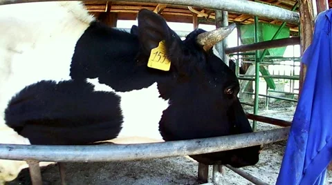 Cow in the machine looking at the camera.mp4 Stock Footage 67987819