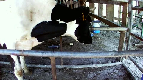 Cow in the machine looks around.mp4 Stock Footage 67987920