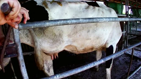 Cow in the machine.mp4 Stock Footage 67987899
