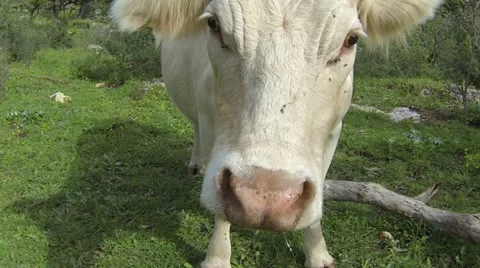 Cow makes funny faces Stockbeeldmateriaal 21941745