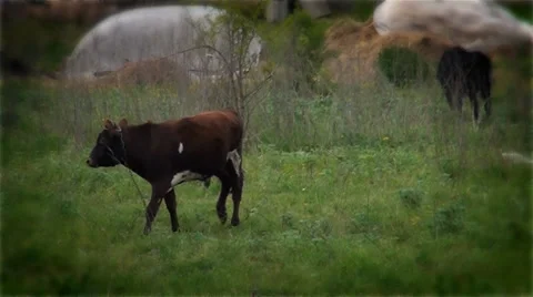 A cow makes merry in the field Video stock 37873420