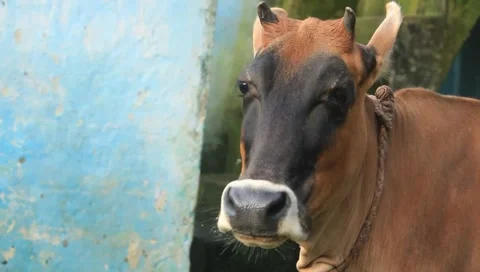 A cow making direct eye contact. Stock Footage 235761412