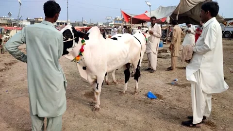 Cow Mandi for Eid Ul Adha 動画素材 200981785