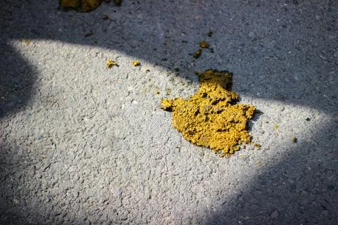 Cow Manure Stock Photos