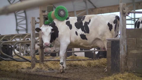 Cow massager 스톡 동영상 151725112