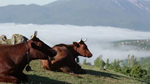 Cow in the meadow 1 Stock-Footage 53746850