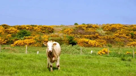 Cow on a meadow and gorse, typical plant in Northern Ireland Stock Footage 64208503