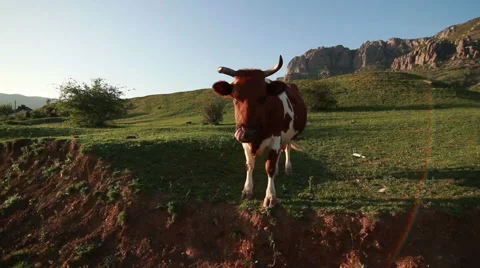 Cow in a meadow on a background of mountain Stock-Footage 54953448