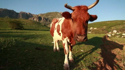 Cow in a meadow on a background of mountains Stock Footage 54366562