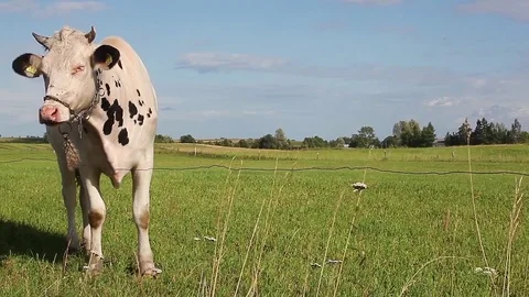 Cow in a meadow chewing grass. Stock Footage 71448250