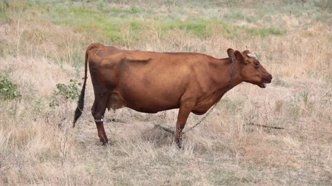 Cow in a meadow chews a grass fly Stock Footage 87597223